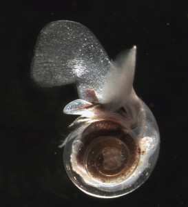Due to ocean acidification, this normally-protective shell is thin, fragile, and nearly transparent