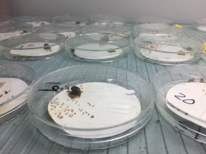 Japanese beetles in petri dishes with artificial food squares for Caceres‘ experiment 