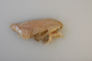 Digested remains of white perch