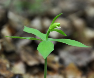 Green small whorled pogonia plant with flower