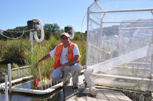 Scientist beside a Phragmites experiment on the water.