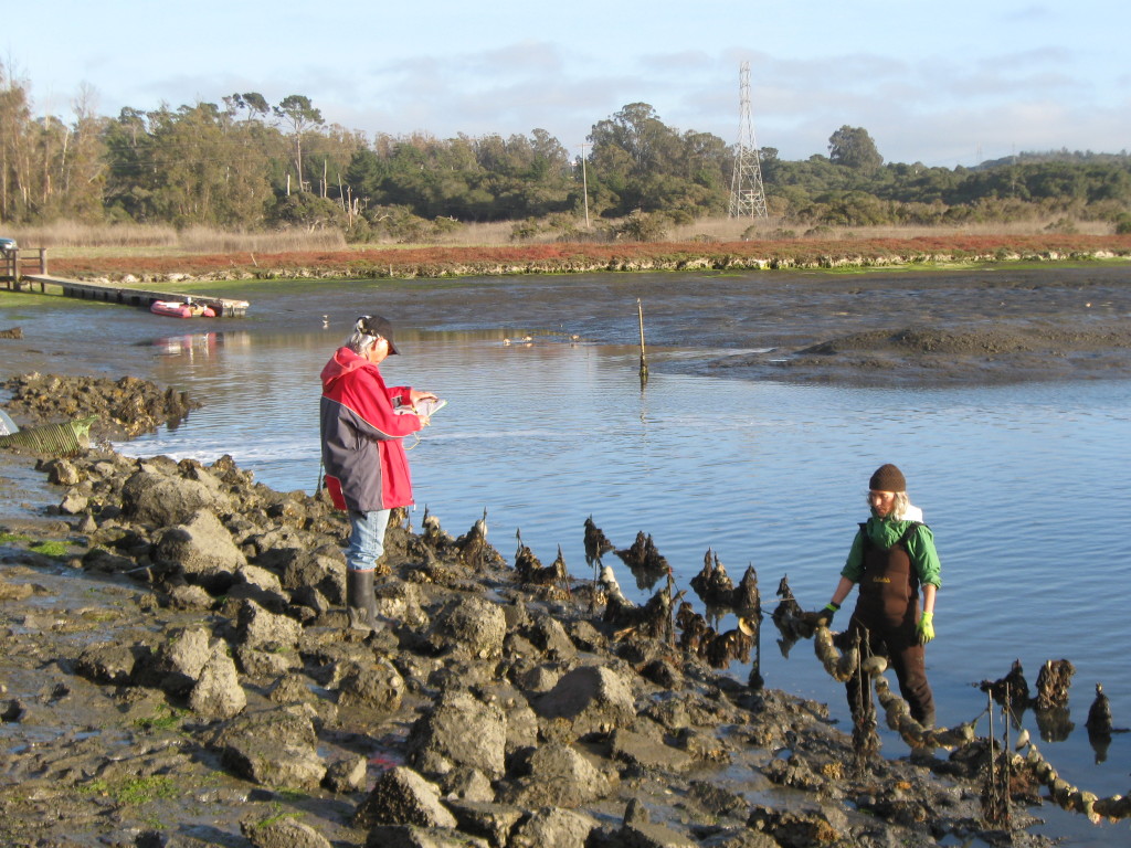 Scientists inspect oyster restoration experiment on shore