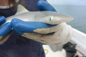 Sharpnose shark in hand
