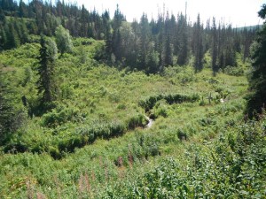 View of an Alaskan headwater stream similar to the ones studied in Whigham's latest experiment. Credit: Dennis Whigham/SERC