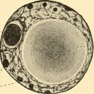 Black and white illustration of Ichtyosporean parasite
