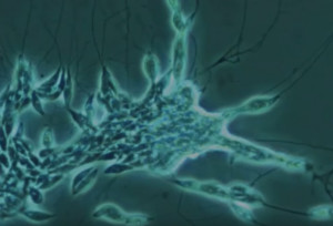 Microscopic image of a bluish-black slime net colony.