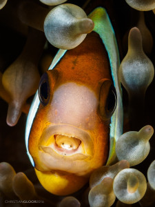 Closeup of clownfish with tongue replaced by parasite