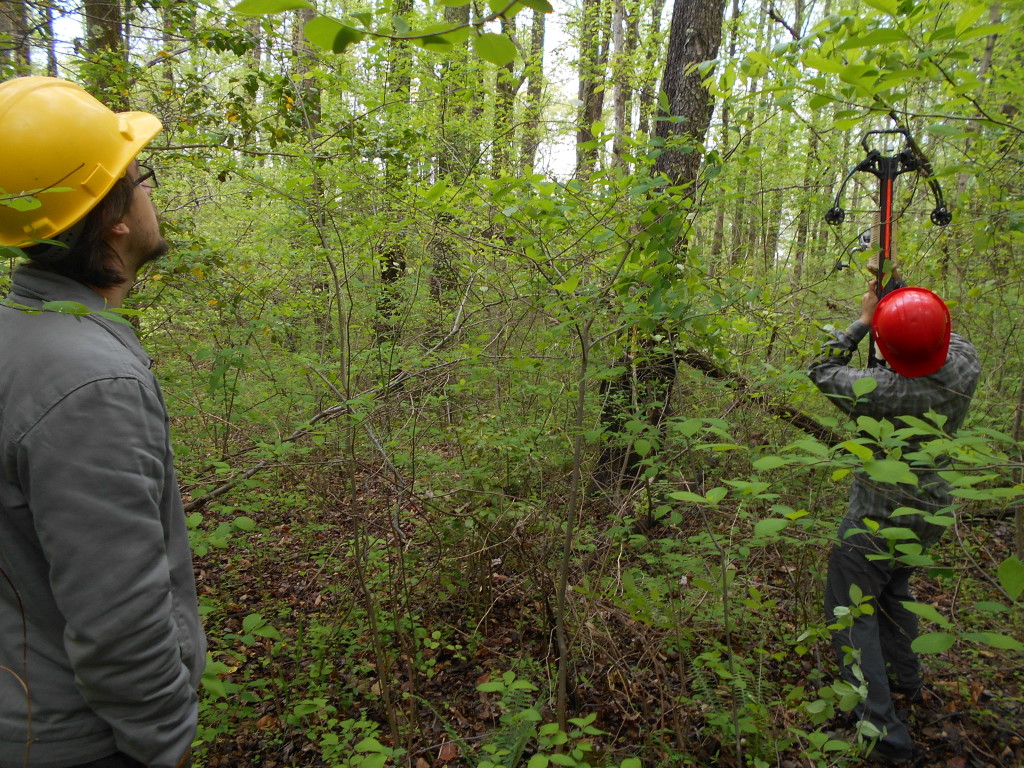 Intern Alex Koure (left) and postdoctoral researcher Uzay Sezen (right) are using a crossbow to get leaf samples from hard-to-reach branches. A fishing line attached to the arrows helps them shake down leaves from the canopy. Credit: Ryan Greene/SERC