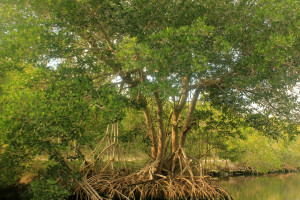 Gfp-mangrove-tree