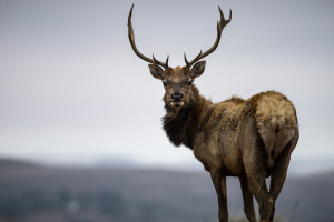 A tule elk with large antlers looks back over its left shoulder toward the camera.
