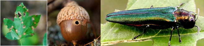 Three separate images of leaf infected by anthracnose, acorn with an insect hole and emerald ash borer.