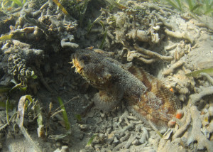 Bocon toadfish emerging from burrow in sand
