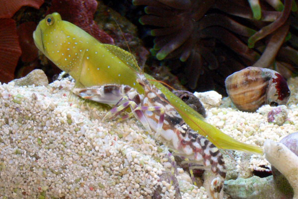 Yellow shrimp goby and snapping shrimp