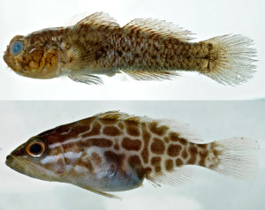 Isthmian goby and black grouper