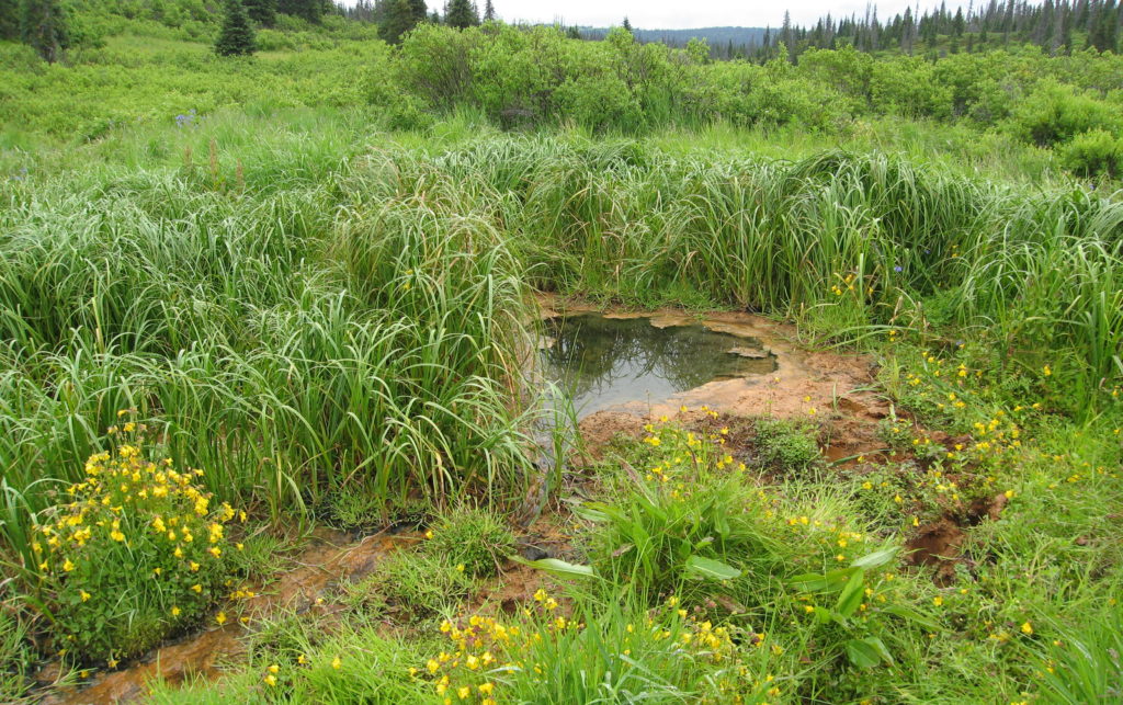 wetland covered by grasses and yellow flowers