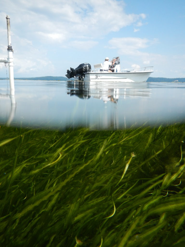 Research on boat above seagrass