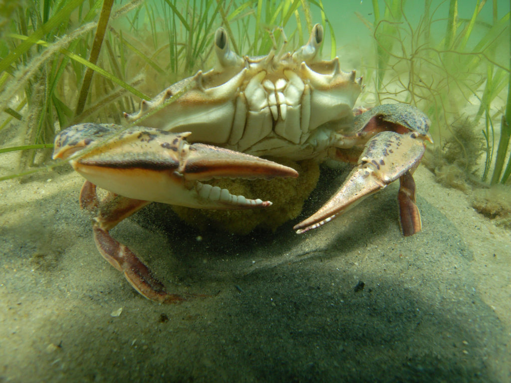Female crab in eelgrass