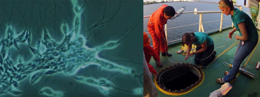Two photos: parasitic slime net and scientists sampling water from ship hull