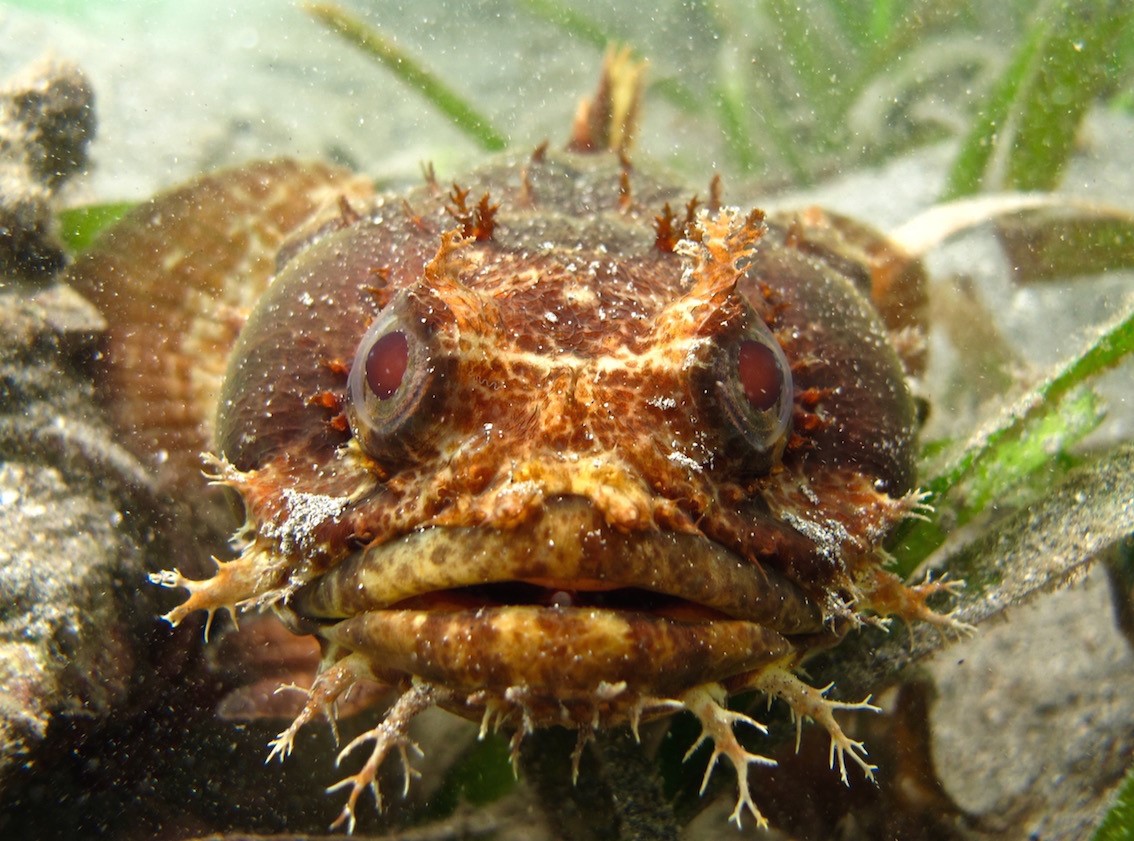 Orange-brown toadfishwith red eyes