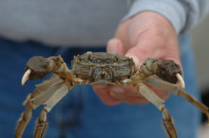 Chinese mitten crab held in outstretched hand