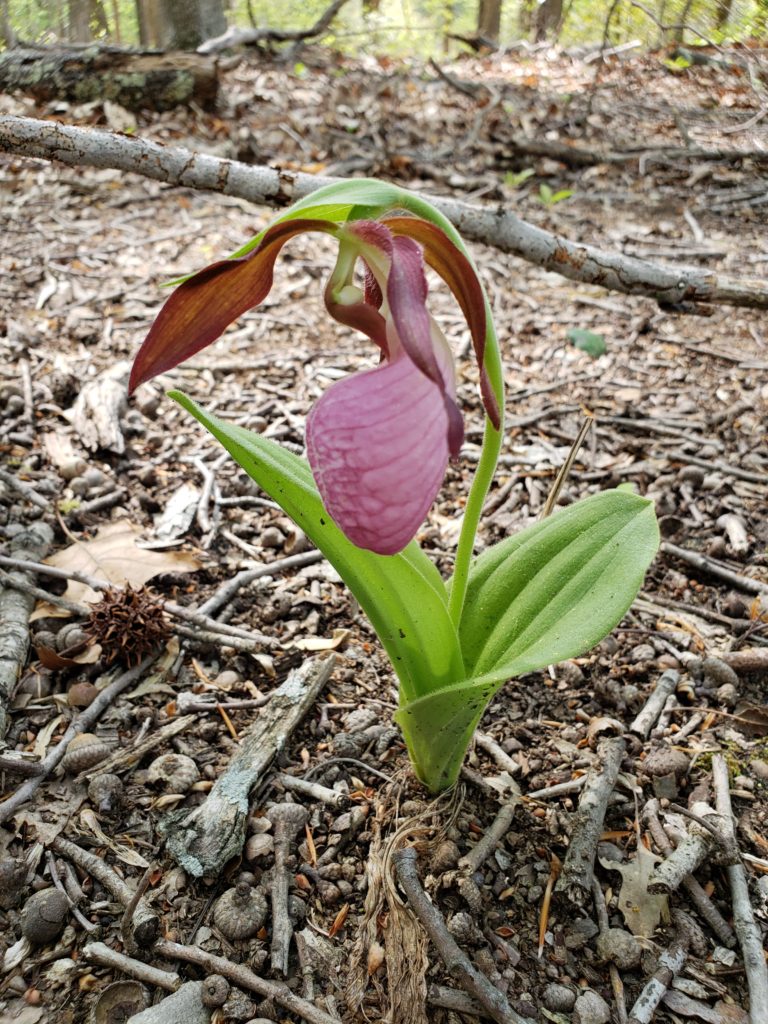 pink lady's slipper orchid