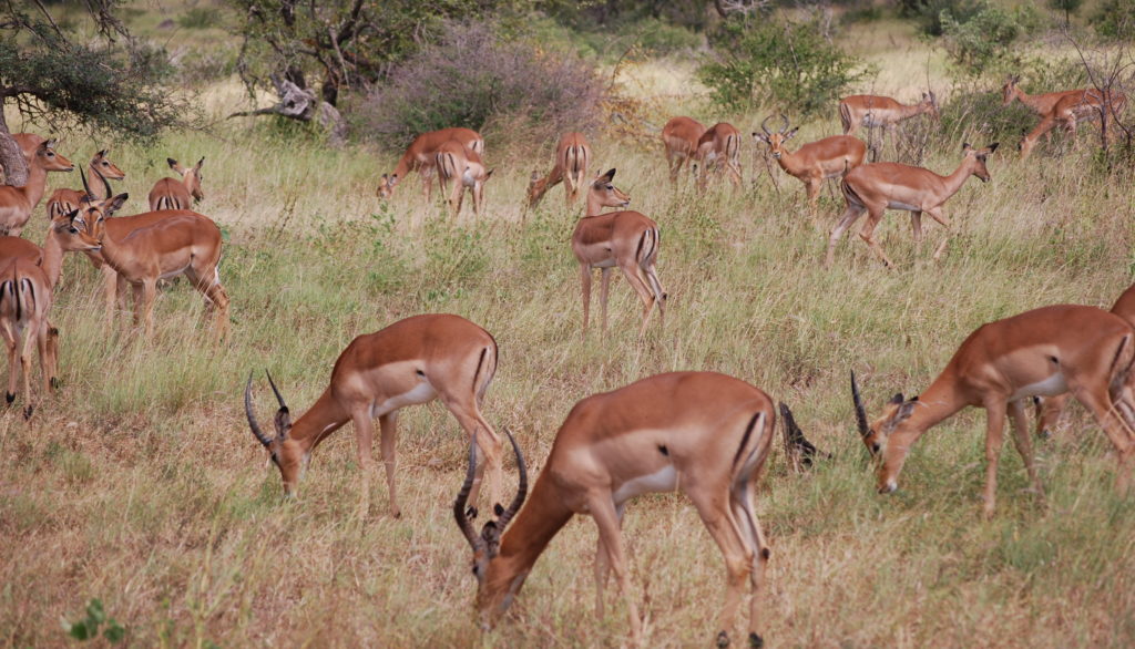 Herd of impala on grassland