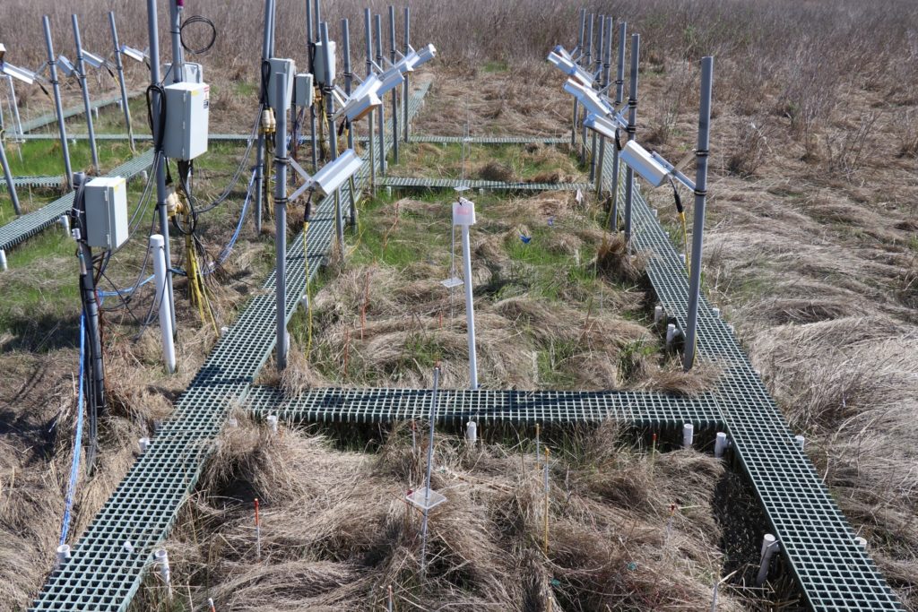 Grid of marsh plots with infrared lamps
