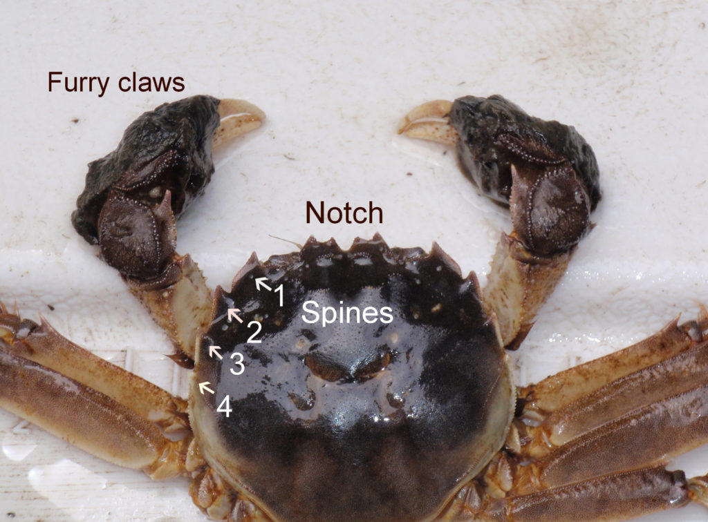 Chinese mitten crab with furry claws, shell notch and shell spines labeled.