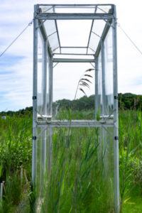 A climate chamber filled with phragmites.