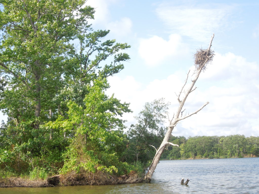 Flat Island with an osprey nest.