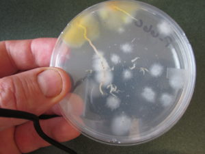 white fungi on petri dish