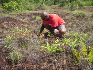 Man kneeling in field planting trees