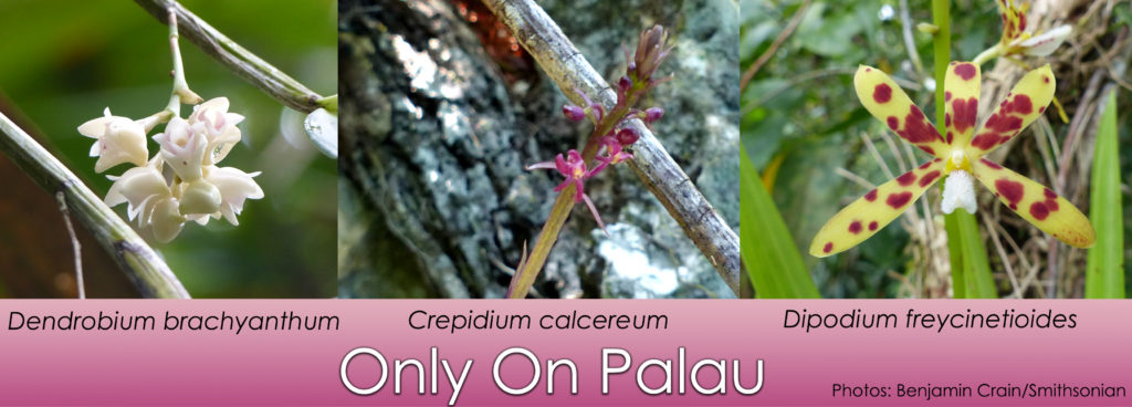 Three orchids found only on Palau: Dendrobium brachyanthum (white), Crepidium calcereum (purple) and Dipodium freycinetioides (yellow with red spots). Photos by Benjamin Crain/Smithsonian