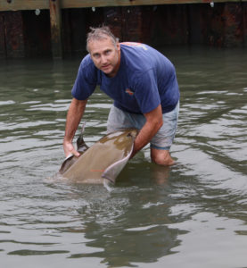 Man holding cownose ray in water