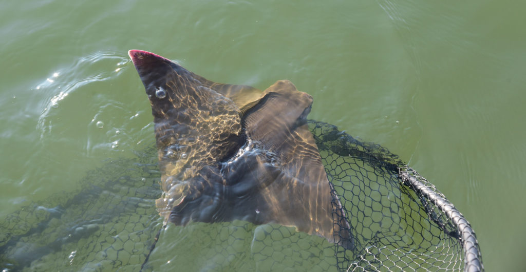 Cownose ray swimming out of net in water