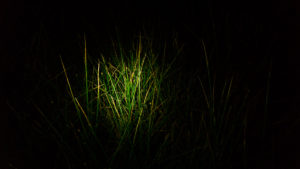 Cordgrass illuminated by a flash of light.