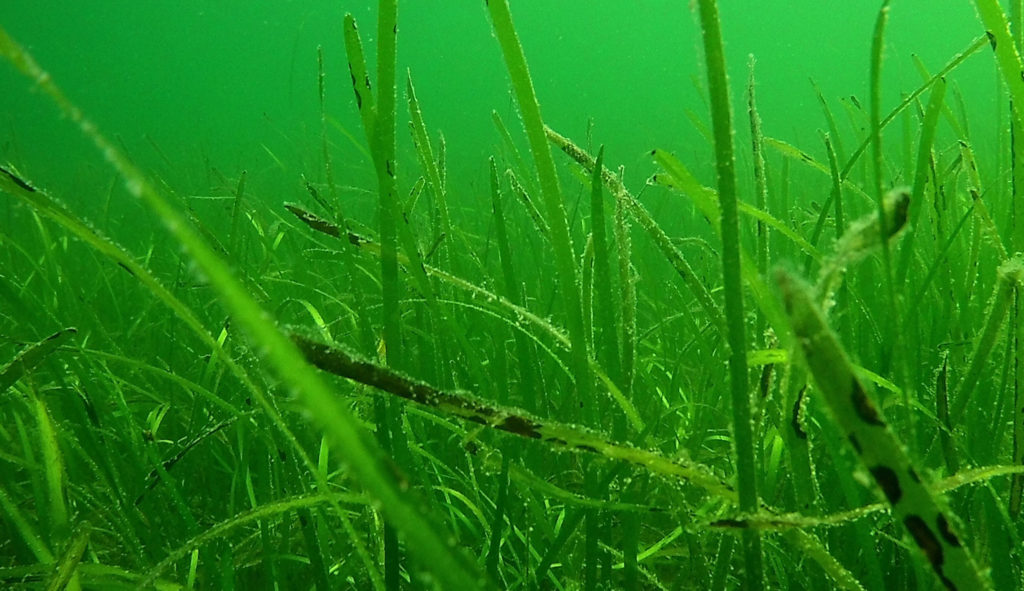underwater eelgrass with dark spots