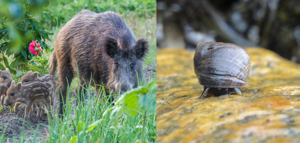 Left:  Wild boar photo. Right: Common periwinkle snail photo