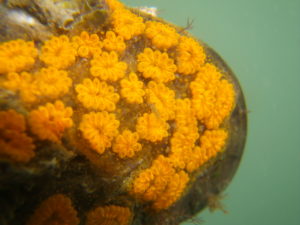 Orange, flower-like tunicates on hard surface underwater