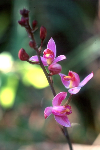 Three pine pink orchid flowers on a stem