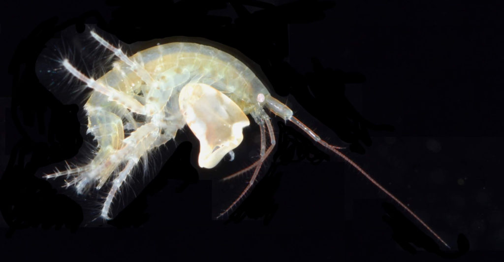 White and gold crustacean