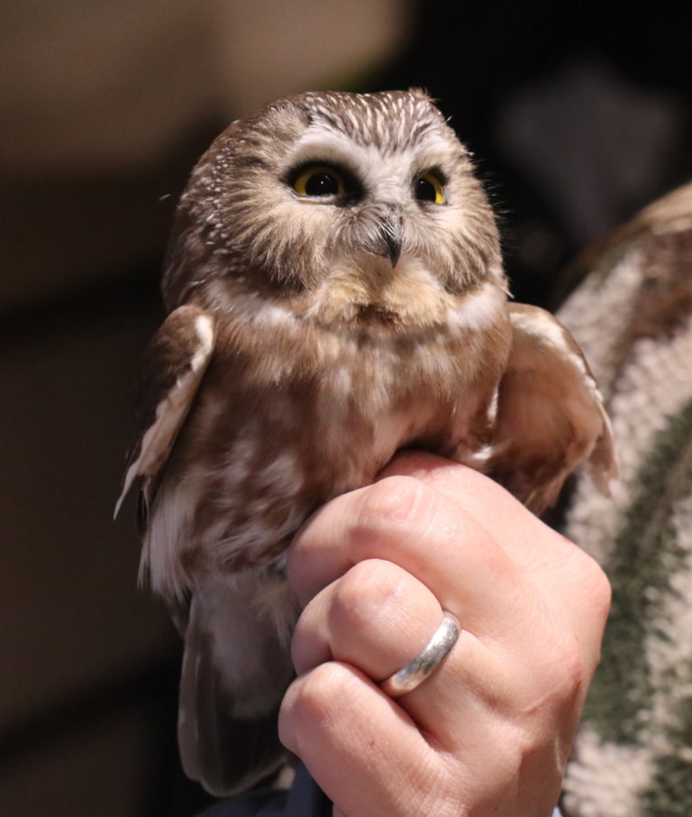 Shorelines » Blog Archive Finding America's Most Secretive Owls ...
