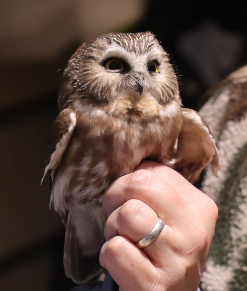 Saw-whet owl held in hand with eyes open