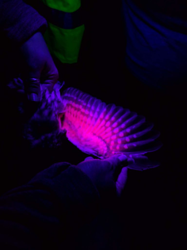 Owl feathers glowing pink and purple under ultraviolet light.