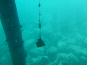 Underwater photo of square settlement plate hanging from dock
