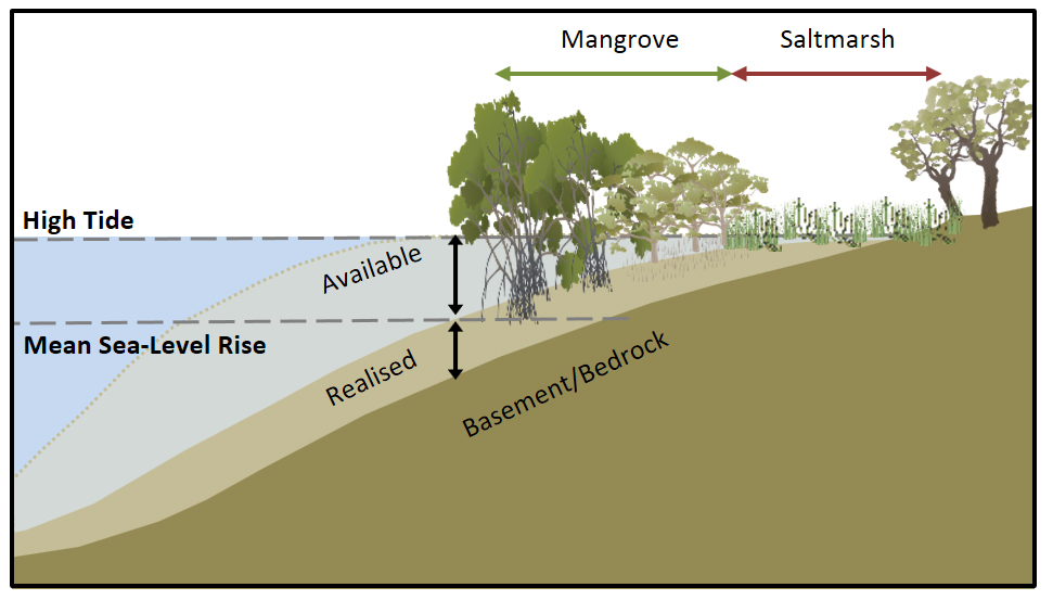 Illustration of wetland at two different flood levels (mean sea-level rise and high tide), showing space taken up by sediment underwater ("realized") and the amount of underwater space still available.