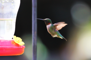 Hummingbird approaching a feeder with a red base and yellow flower