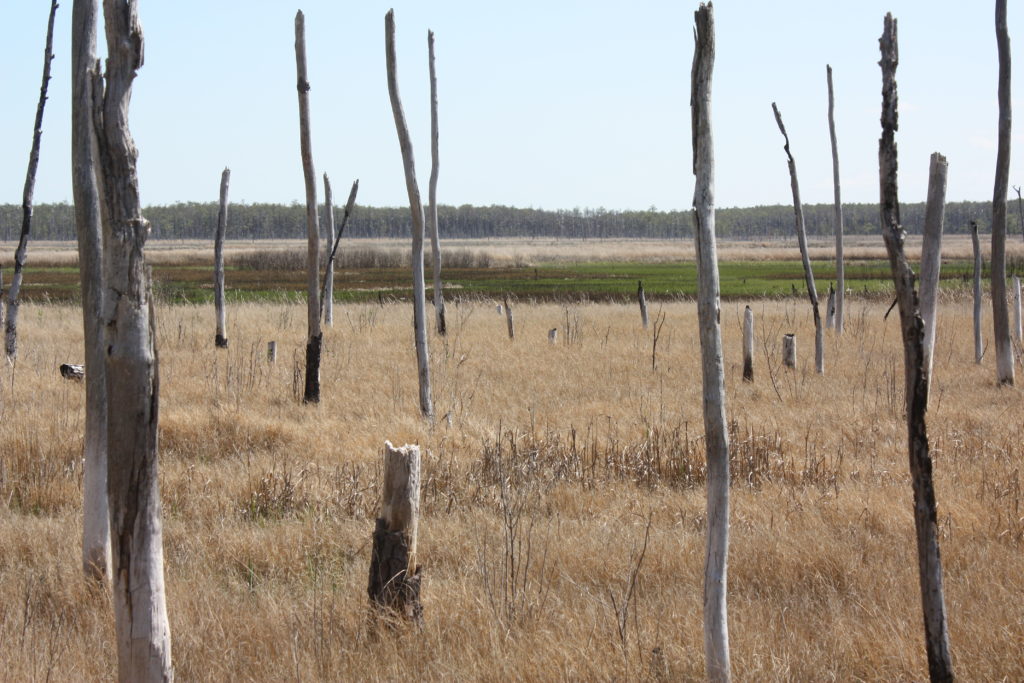 Saltwater flooding hurts trees, too, disrupting marsh communities