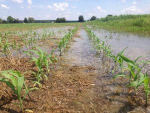 A flooded field of small corn plants hurt by saltwater intrusion