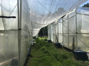 A netted canopy hangs over the chamber plots, providing a little shade to interns and plants alike as they work. Photo: Quinn Burkhart